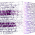 DigitalWampum