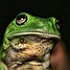 greenbigfrog